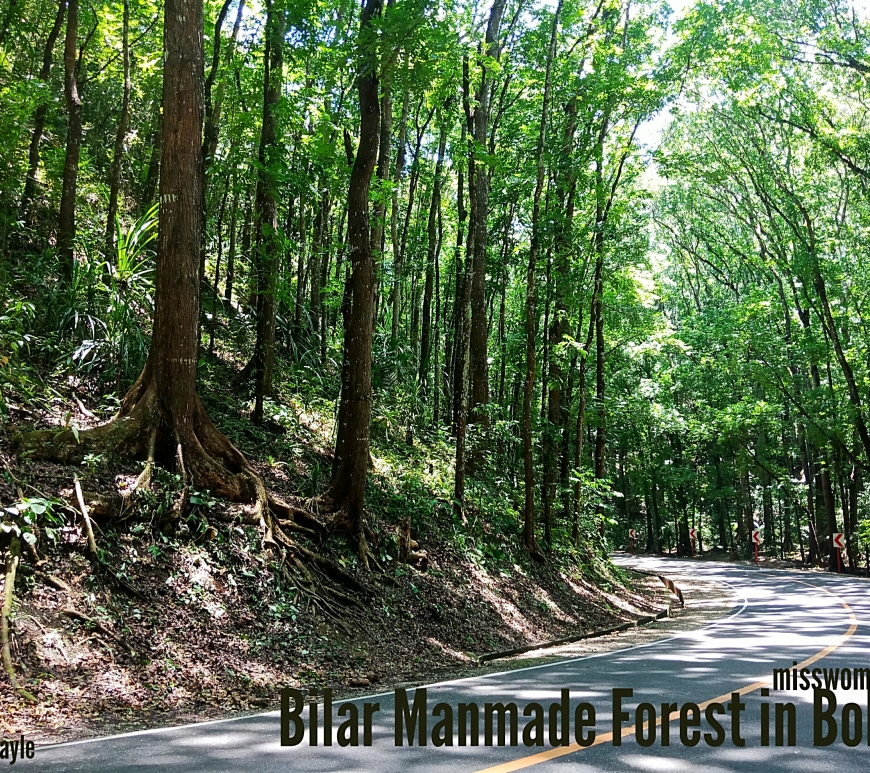 Bilar Manmade Forest in Bohol